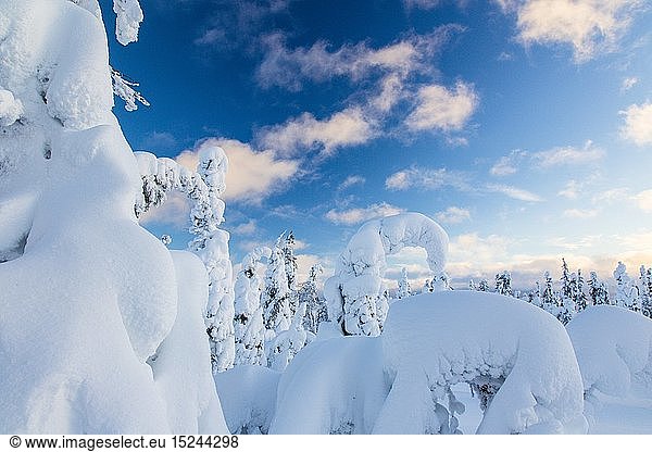 geography / travel  Finland  winter landscape  Riisitunturi national park  Finland  Scandinavia  Lapland