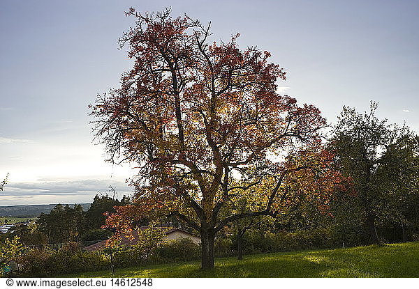 geography / travel  Germany  Baden-Wuerttemberg  landscapes  autumnal apple tree  Calw Althengstett