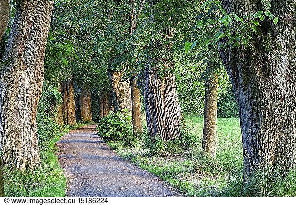 geography / travel  Germany  Bavaria  Memmingen  avenue of lime trees in Memmingen  Swabia  East Allgaeu  Allgaeu  Southern Germany