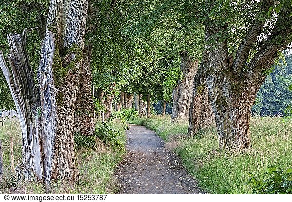geography / travel  Germany  Bavaria  Memmingen  avenue of lime trees in Memmingen  Swabia  East Allgaeu  Allgaeu  Southern Germany