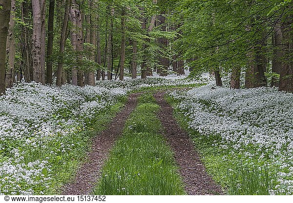 geography / travel  Germany  Lower Saxony  Bad Harzburg  Eckertal (Ecker Valley)  way to the bear's garlic flowering time in the national park Harz Mountains