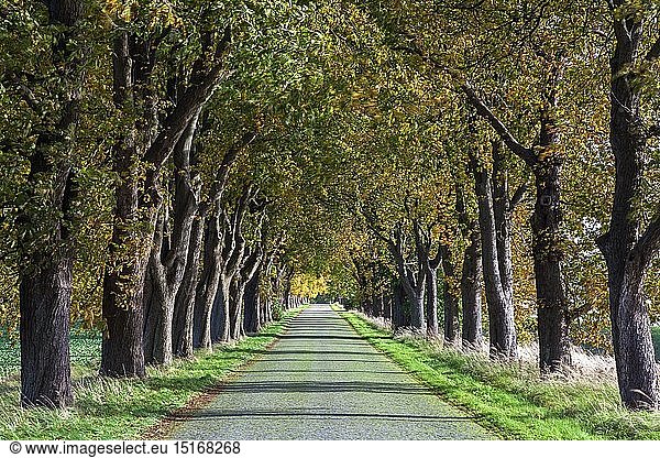 geography / travel  Germany  Mecklenburg-West Pomerania  Kirchdorf  chestnut avenue at Mesekenhagen  Western Pomerania