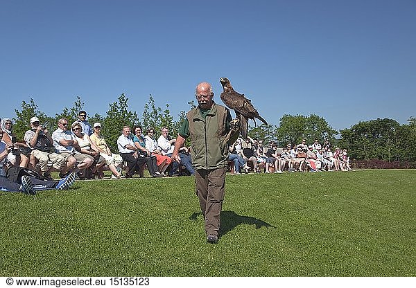 geography / travel  Germany  Rhineland-Palatinate  Koblenz  eagle at another raptor show to of the fortress Ehrenbreitstein above Koblenz