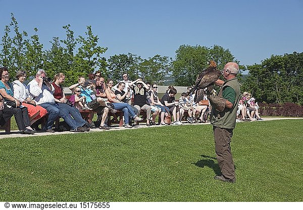 geography / travel  Germany  Rhineland-Palatinate  Koblenz  eagle at another raptor show to of the fortress Ehrenbreitstein above Koblenz