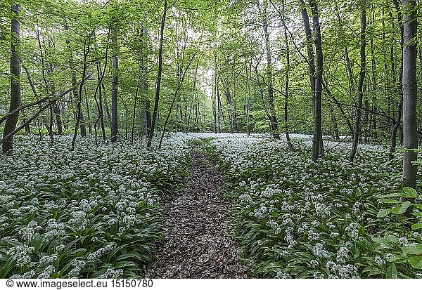 geography / travel  Germany  Saxony-Anhalt  Blankenburg  natural preserve Harz Mountains  bear's garlic flowering time in the natural preserve Harz Mountains