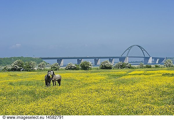 geography / travel  Germany  Schleswig-Holstein  Fehmarn Sound Bridge with rape field  Fehmarn