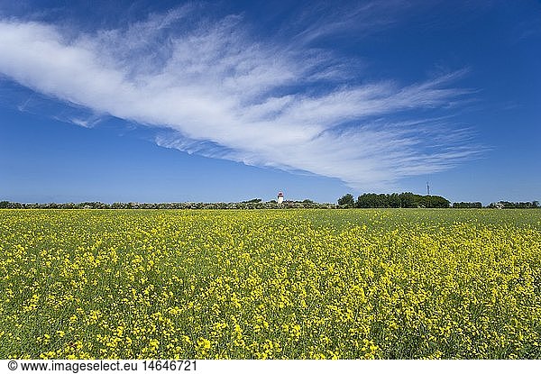 geography / travel  Germany  Schleswig-Holstein  lighthouse with rape field  Westermarkelsdorf  Fehmarn
