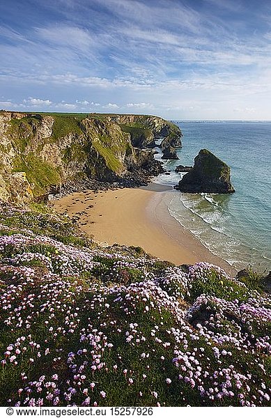 Geography / travel  Great Britain  England  Cornwall  Early summer on the clifftops overlooking Bedruthan Steps