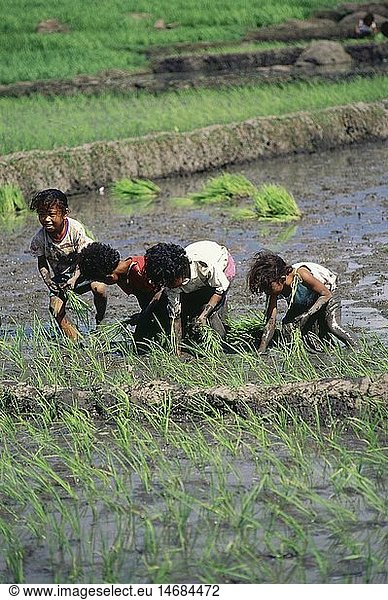 geography / travel  Indonesia  Flores  agriculture / farming  children at rice cultivation in paddy-field  child labour  rice field  people