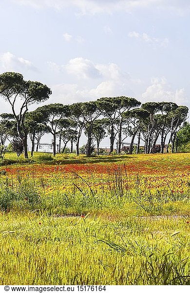 geography / travel  Italy  flower meadow  Lazio  Italy