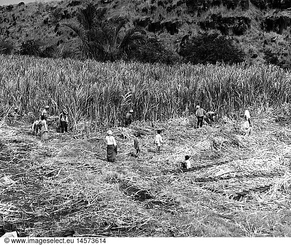 geography / travel  Mauritius  agriculture  field worker harvesting sugar cane  Palma (district)  1960s  60s  20th century  historic  historical  plantation  plantations  cutting  harvest  agriculture  farming  field work  fieldwork  farmer  farmers  people