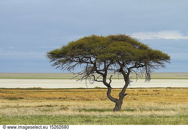 geography / travel Namibia Africa Acacia tree and Etosha Pan Etosha National Park dry lake bed nature