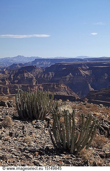 geography / travel  Namibia  Africa  cacti  Fish River Canyon  desert  dry  erosion  natural feature  gorge  plant  cactus