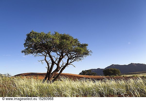 geography / travel  Namibia  Landscape of a camelthorn tree amongst grass and dunes. Namib Rand