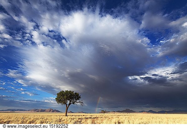 geography / travel  Namibia  Landscape of a lone camelthorn tree against a dramatic stormy sky. Namib Rand