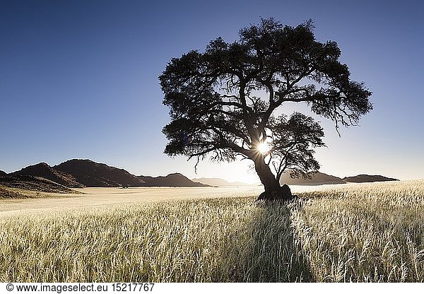 geography / travel  Namibia  Landscape of a lone camelthorn tree silhouetted against a setting sun in a valley. Namib Rand