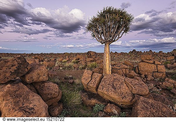 geography / travel  Namibia  Landscape of a Quiver Tree amongst rock stacks and pastel sunset colours. Quiver Tree Forest  Keetmanshoop