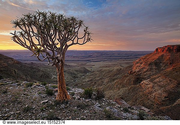 geography / travel  Namibia  Landscape of a quiver tree on a cliff edge overlooking a deep canyon in sunrise light. Fish River Canyon