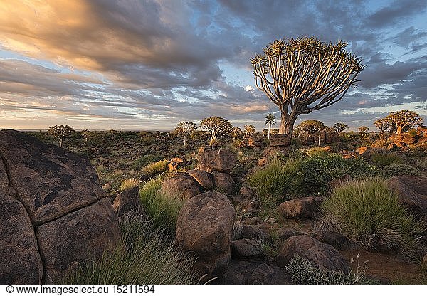geography / travel  Namibia  Landscape of quiver trees below a colourful sunrise sky. Quiver Tree Forest  Keetmanshoop