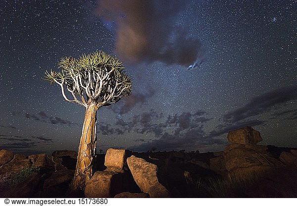 geography / travel  Namibia  Landscape of quiver trees below a night sky. Quiver Tree Forest  Keetmanshoop