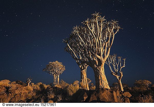 geography / travel Namibia Landscape of quiver trees below an early night sky. Quiver Tree Forest Keetmanshoop