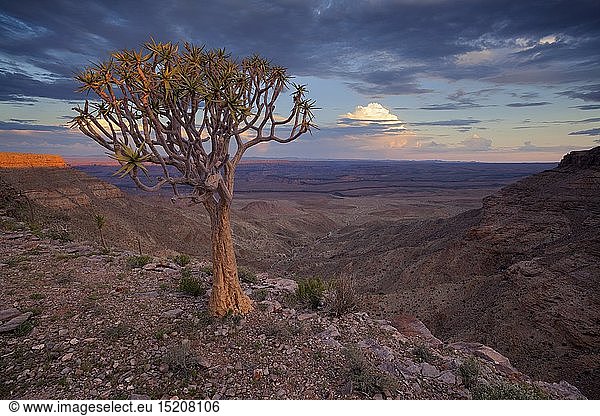 geography / travel  Namibia  Landscape view of a Quiver tree on a cliff edge overlooking a deep canyon. Fish River Canyon