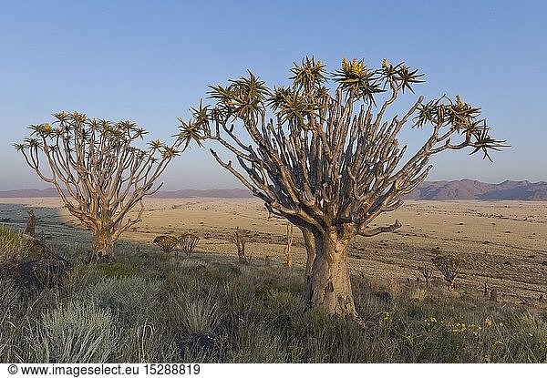 geography / travel  Namibia  Quiver trees on Koiimasis farm Tiras Mountains