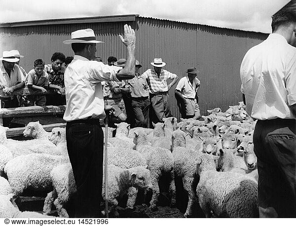 geography / travel  New Zealand  agriculture  auction of sheep  Whangarei  Northland  20th century  20th century  Oceania  North Island  sheep farming  sheep breeding  half length  animal  livestock farming  stock farming  animal husbandry  keeping of animals  cattle industry  livestock production  flock  flocks  herd  herds  flock of sheep  flocks of sheep  auction  auctions  sale  sales  selling  sell  auctioneer  buyer  active buyers  trade  agriculture  farming  historic  historical  male  man  men  people
