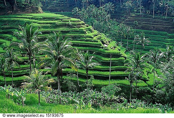 geography / travel rice field  Indonesia  Bali