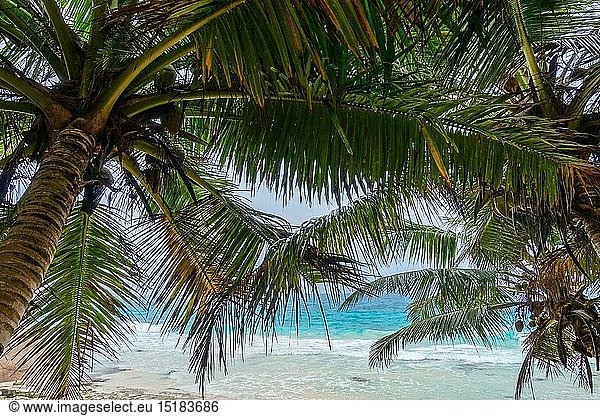 geography / travel  Seychelles  La Digue  La Digue  coconut palm  coconut tree  coco  cocos at beach