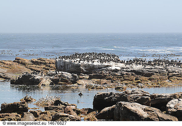 geography / travel South Africa landscape coast colony of birds on stony rocks Table Mountain National Park Cape of Good Hope