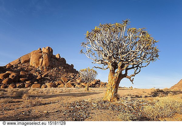 geography / travel  South Africa  Landscape of a quiver tree in the aptly named Kokerboomkloof  which is Afrikaans for valley of quiver trees. Richtersveld National Park