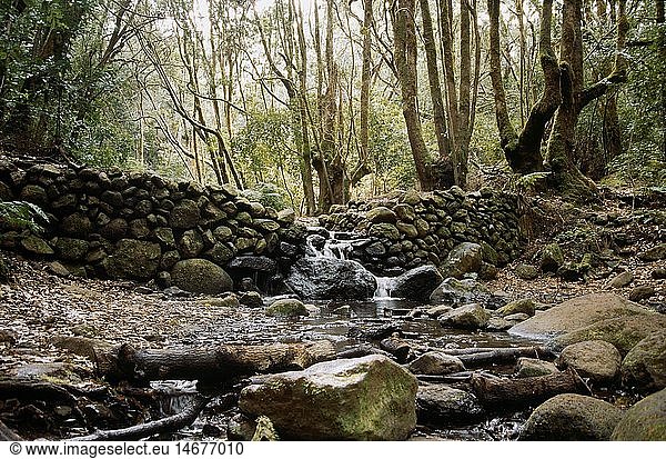 geography / travel  Spain  Canary Islands  La Gomera  landscapes  Bosque del Cedro  Garajonay National Park  stream