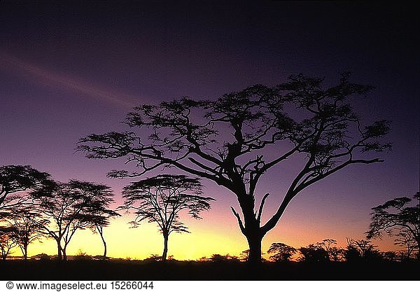 geography / travel  Tanzania  Acacia silhouettes at dawn Serengeti