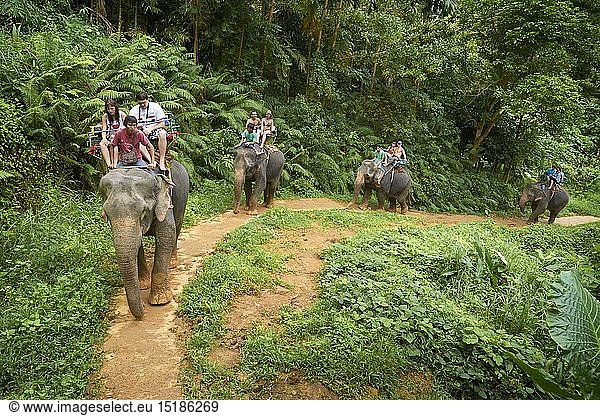 Geography / travel  Thailand  Krabi province  Khao Lak National Park  elephant riding in tropical forest
