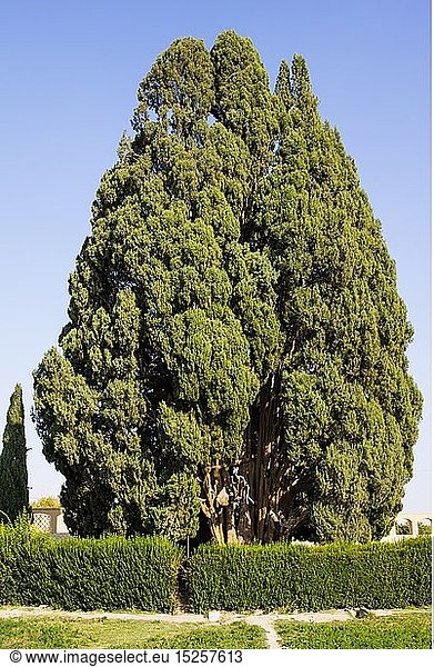 geography / travel  4000 up to 4500 year old cypress  according to legend planted by prophet Zoroaster  Abarkuh