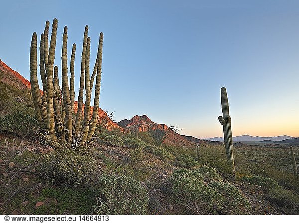 geography / travel  USA  Arizona  Lukeville  Organ Pipe National Monument  Arizona