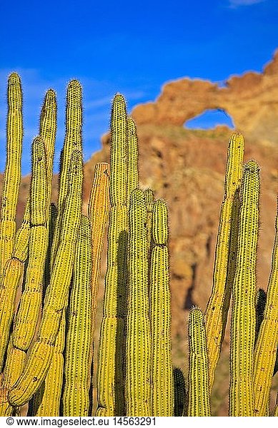 geography / travel  USA  Arizona  Organ Pipe Cactus with Arch in backfround  Ajo Range Mountains  Organ Pipe National Monument  Arizona