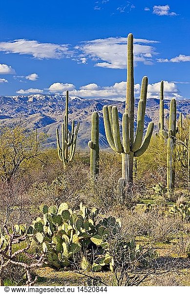 geography / travel  USA  Arizona  Tucson  Desert landscape in spring at Saguraro National Park East  Saguaro National Park  Arizona