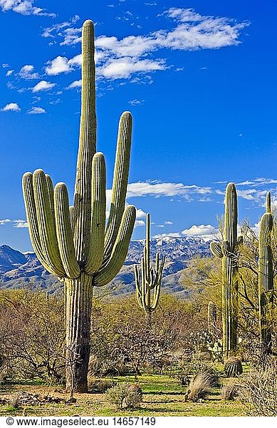 geography / travel  USA  Arizona  Tucson  Desert landscape in spring at Saguraro National Park East  Saguaro National Park  Arizona