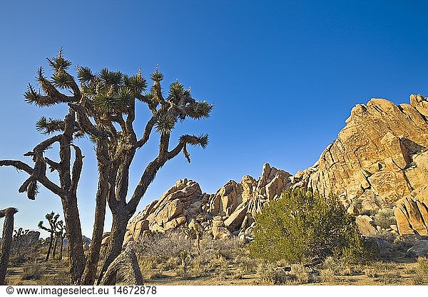 geography / travel  USA  California  Joshua Tree  Joshua Tree National Park  Mojave desert  California