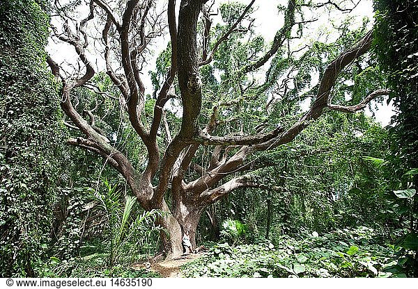 geography / travel  USA  Hawaii  Maui  huge tree in the virgin forest of Maui
