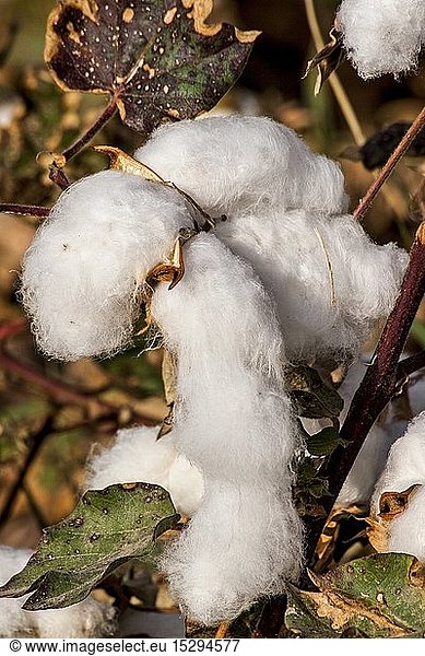 geography / travel  Uzbekistan  agriculture  cotton plant