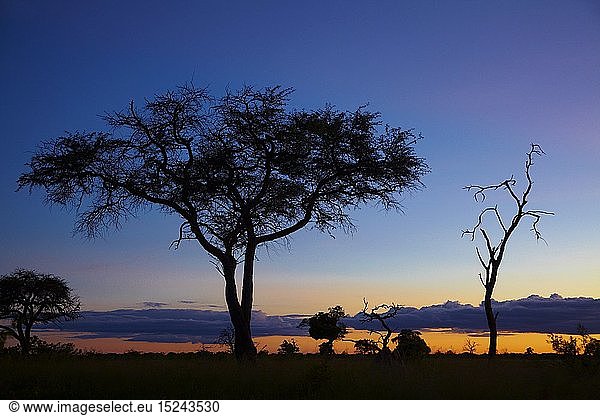 geography / travel  Zimbabwe  Sunset from Ngweshla Camp  Hwange National Park  reserve  park  evening  colour  silhouette  tree