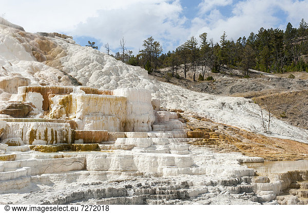 Geomorphologie weiße und gelbe Kalk-Sinterterrassen Palette Spring Mammoth Hot Springs Yellowstone-Nationalpark Wyoming USA Vereinigte Staaten von Amerika Nordamerika