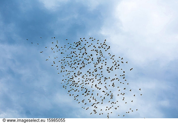 Georgia,  Low angle view of flock of birds flying against sky
