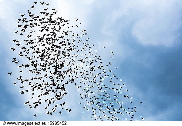 Georgia  Low angle view of flock of birds flying against sky