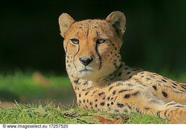 Gepard (Acinonyx jubatus)  adult  Portrait  wachsam  captive