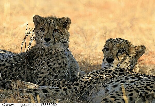 Gepard (Acinonyx jubatus)  adult  zwei Geparden  Sozialverhalten  Portrait  Tswalu Game Reserve  Kalahari  Nordkap  Südafrika