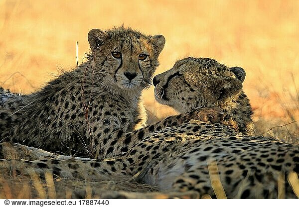 Gepard (Acinonyx jubatus)  adult  zwei Geparden  Sozialverhalten  Portrait  Tswalu Game Reserve  Kalahari  Nordkap  Südafrika